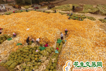 河北：夏玉米畝產首次突破1000公斤 ()